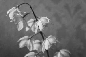 a stem of flowers in black and white