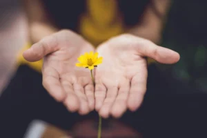 a person holds a small yellow flower between their hands