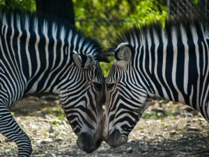 2 zebras put their heads together