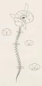 concept of the spine and nervous system