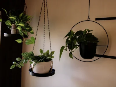 3 hanging plants in an office